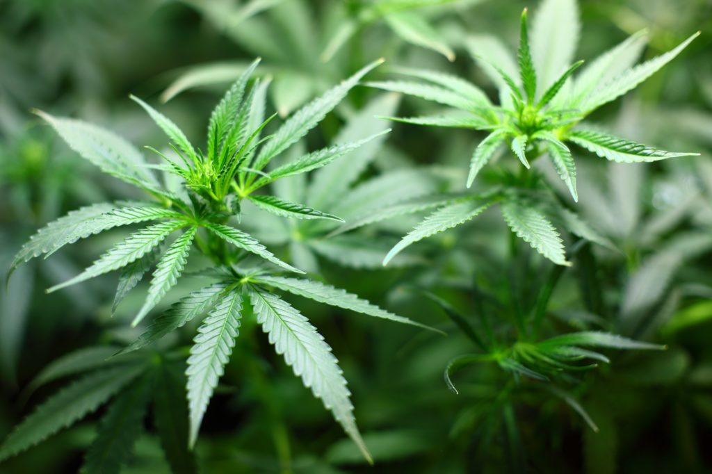 THC Hype mit Cannabispflanze