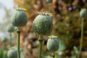 Opioidkrise in den USA - Opiumpflanze