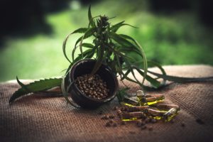 CBD Öl Erfahrungen - Cannabis Blüte