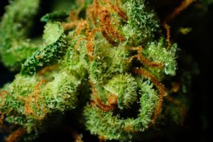 Krämpfe und CBD - Cannabis Blüten