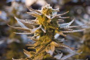 Cannabis Produzenten mit Cannabis Blüte