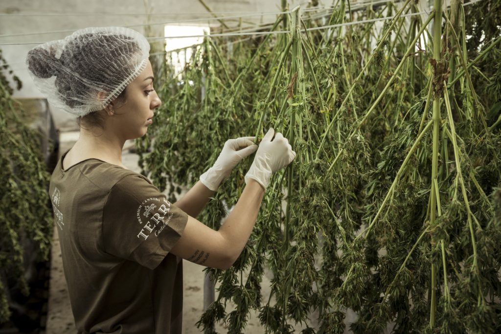 Cannabis Legalisierung in Deutschland - Cannabisanbau